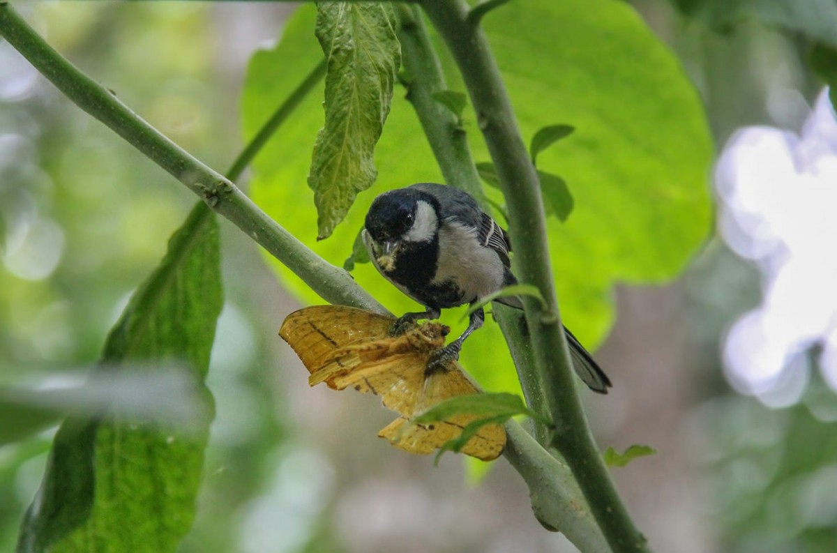 Parus cinereus Vieillot, 1818